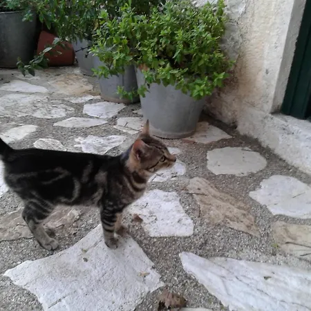 Fassoulou's Exogi